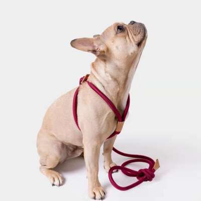 Wholesale Adjustable Pet Rope Leash Factory Stocked Nylon Dog Harness And Lead